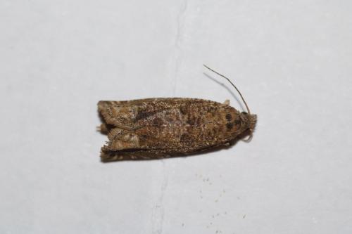 Réf. 263 255 : Pelochrista sp.